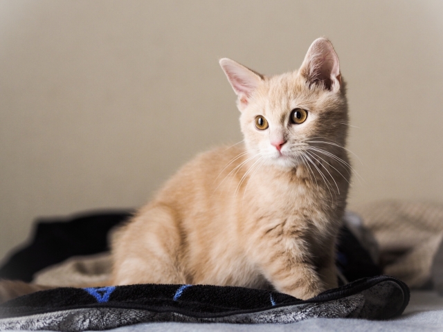 マンチカンは一人暮らしでも飼える？飼育のポイントと注意点！ | ペットショップ 犬の家&猫の里 | 子犬だけでなく子猫の情報もたくさん